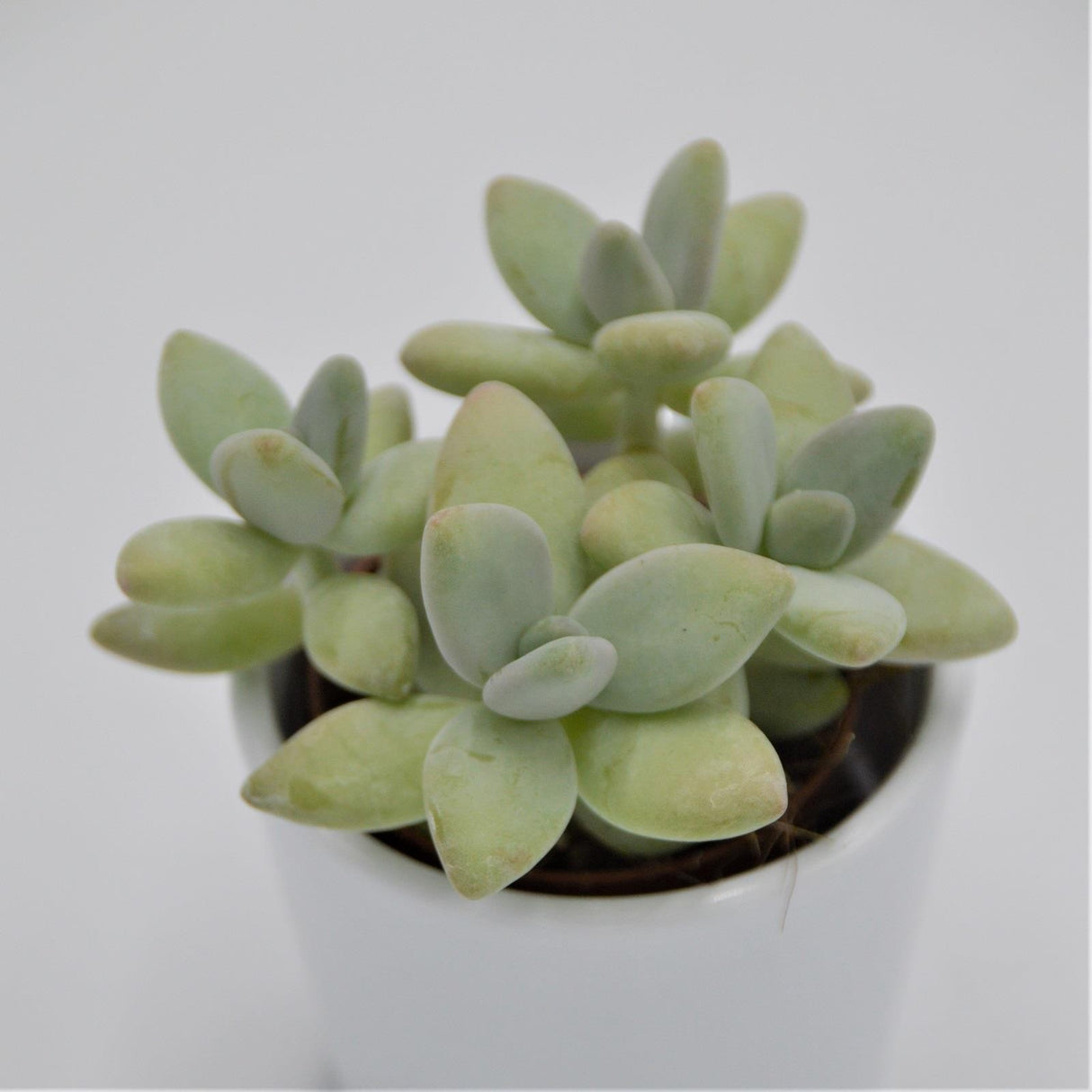 Pachyphytum Green Apple - 5.5cm