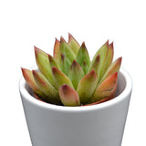 Pachyphytum Purple Rain - 5.5cm
