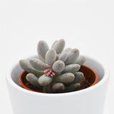 Pachyphytum machucae - 5,5cm