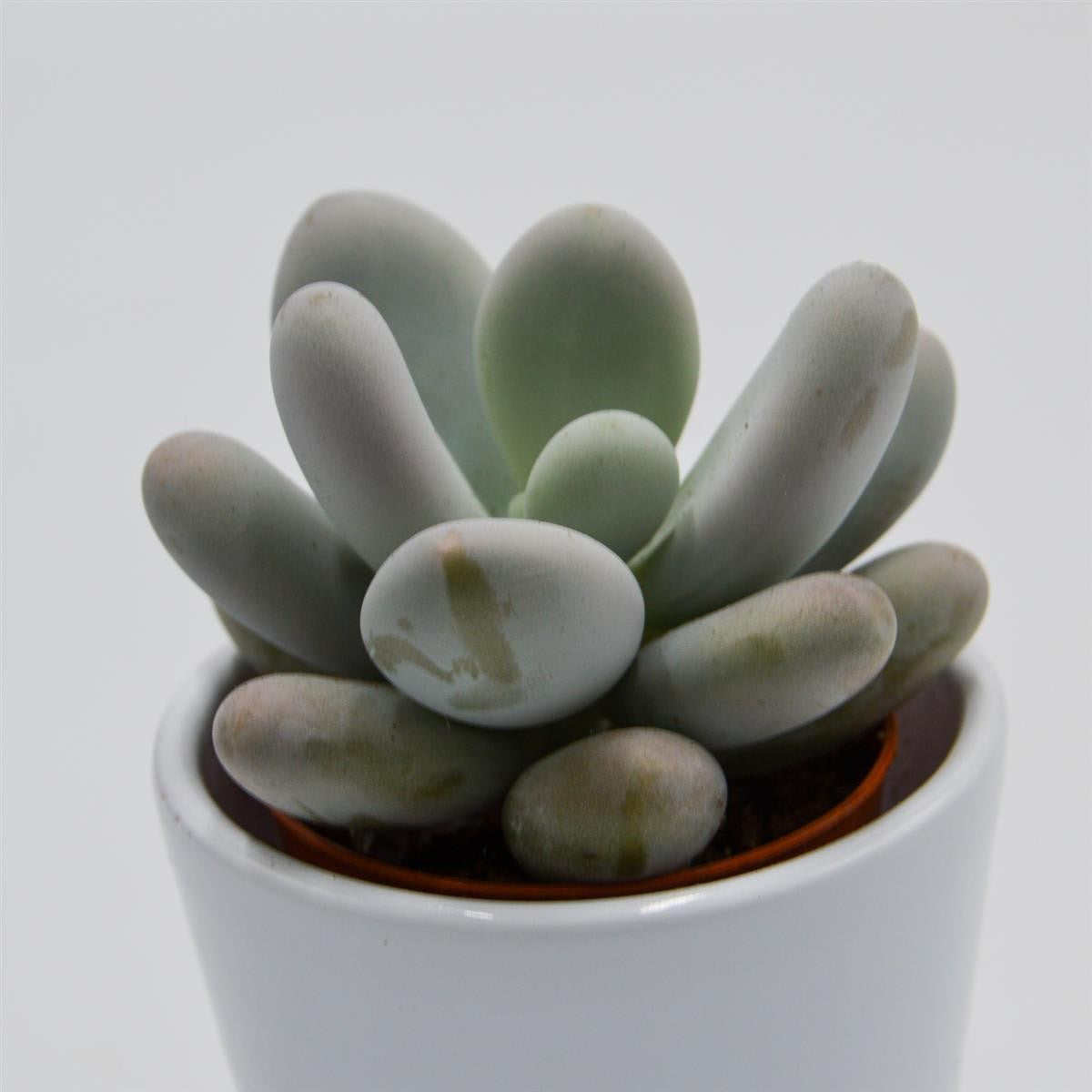 Pachyphytum oviferum - 6cm