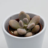Pachyphytum oviferum Pink Moonstones - 6cm