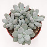 Pachyphytum oviferum - 15cm