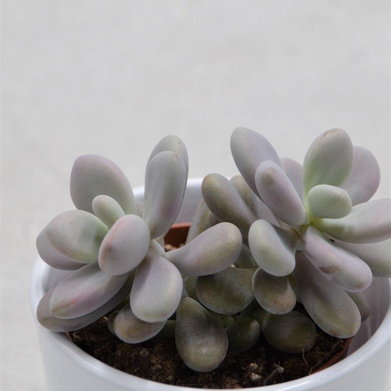 Pachyphytum oviferum Pink Moonstones - 8.5cm