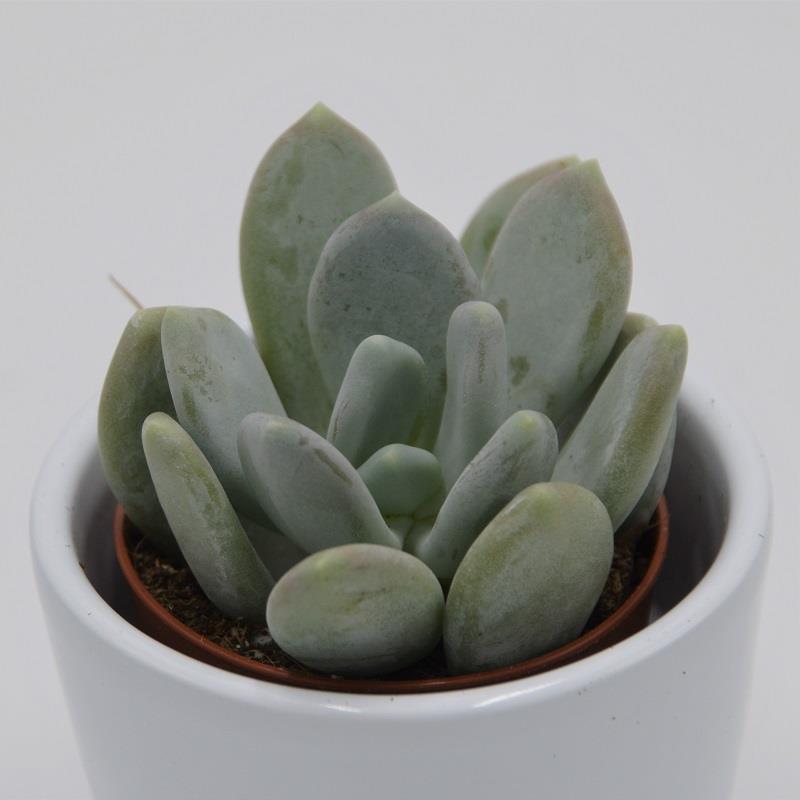 Pachyphytum bracteosum ssp. - 5.5cm