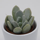 Pachyphytum bracteosum ssp. - 5.5cm