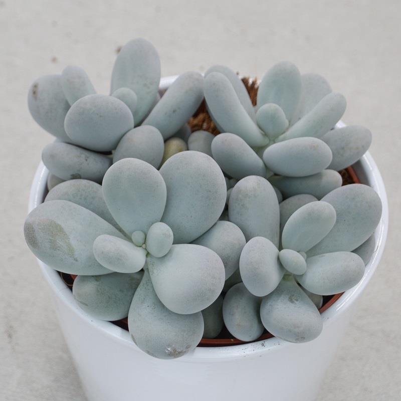 Pachyphytum oviferum - 12cm
