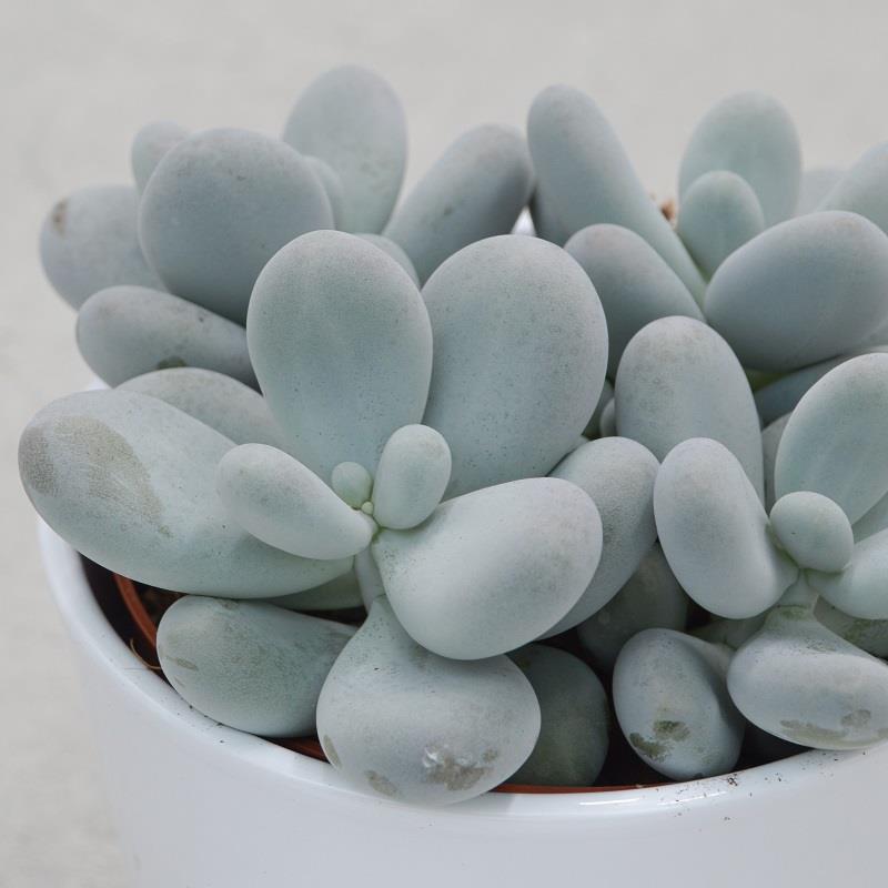 Pachyphytum oviferum - 12cm