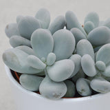 Pachyphytum oviferum - 12cm