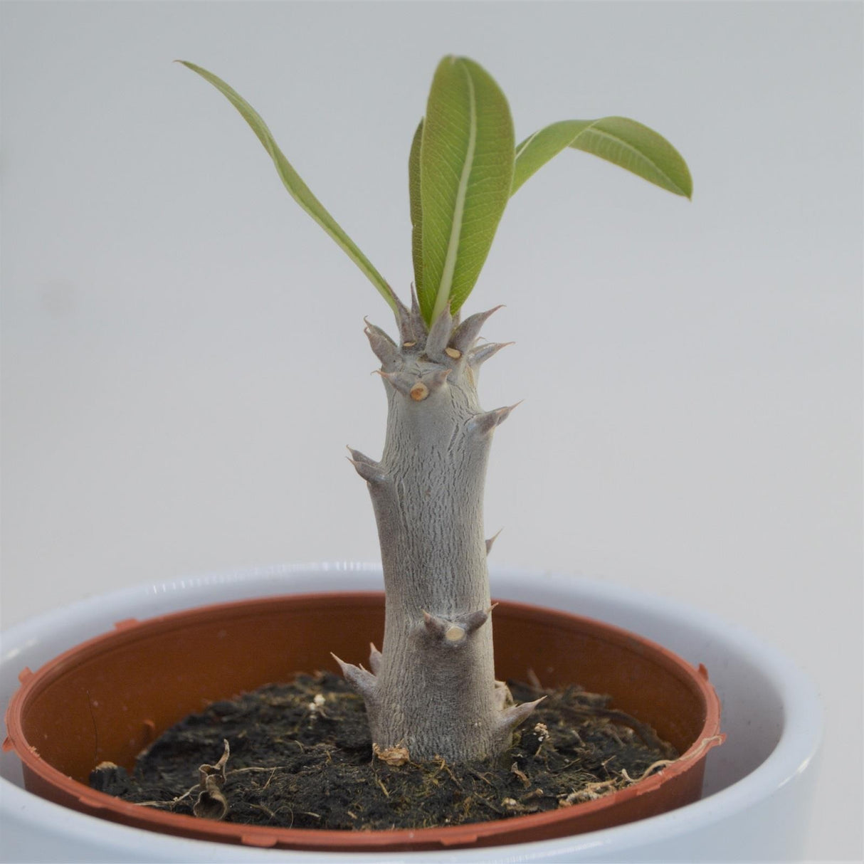 Pachypodium densiflorum - 8.5cm