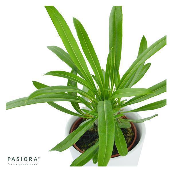 Succulent Selection, 5 pieces