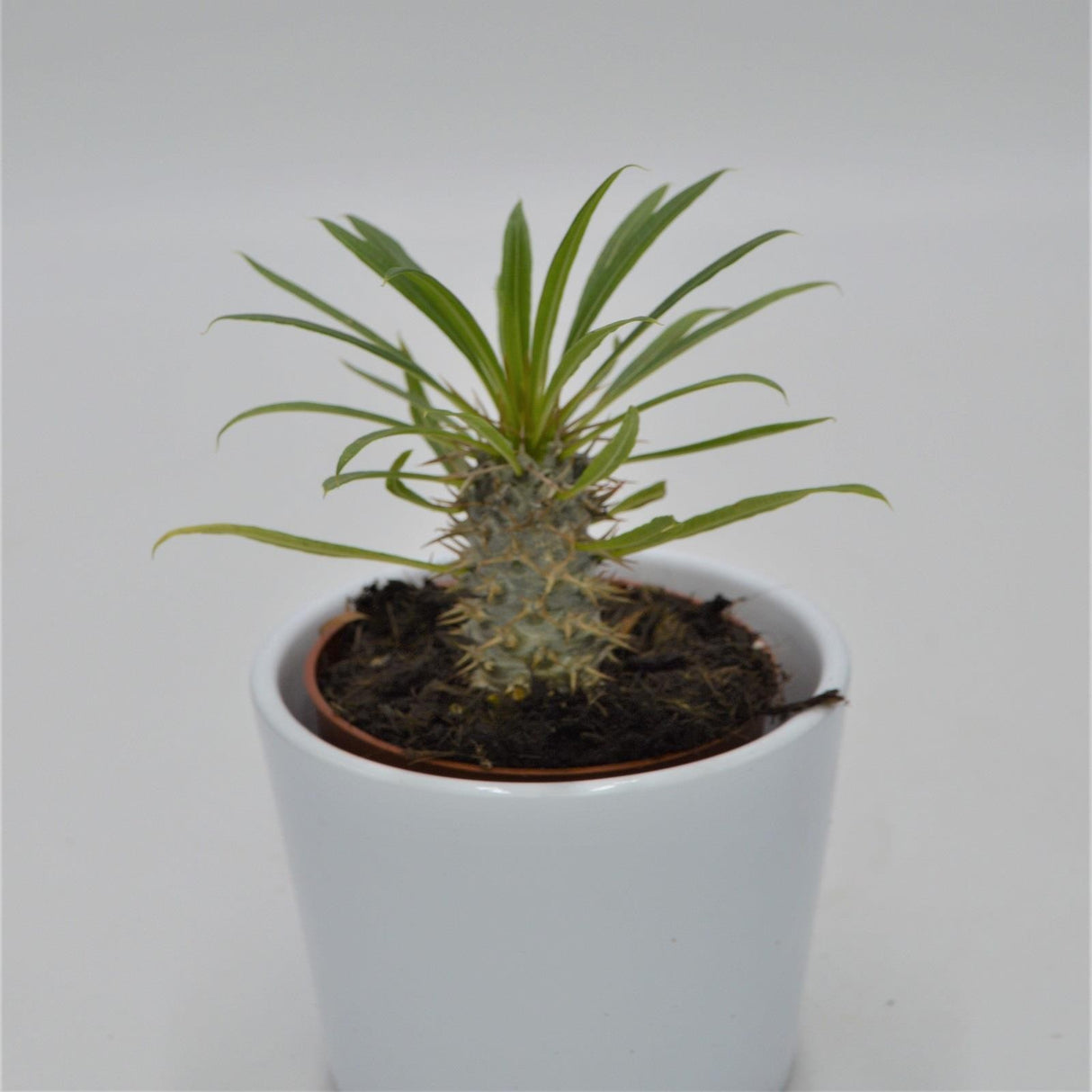 Pachypodium lamerei - 8.5cm