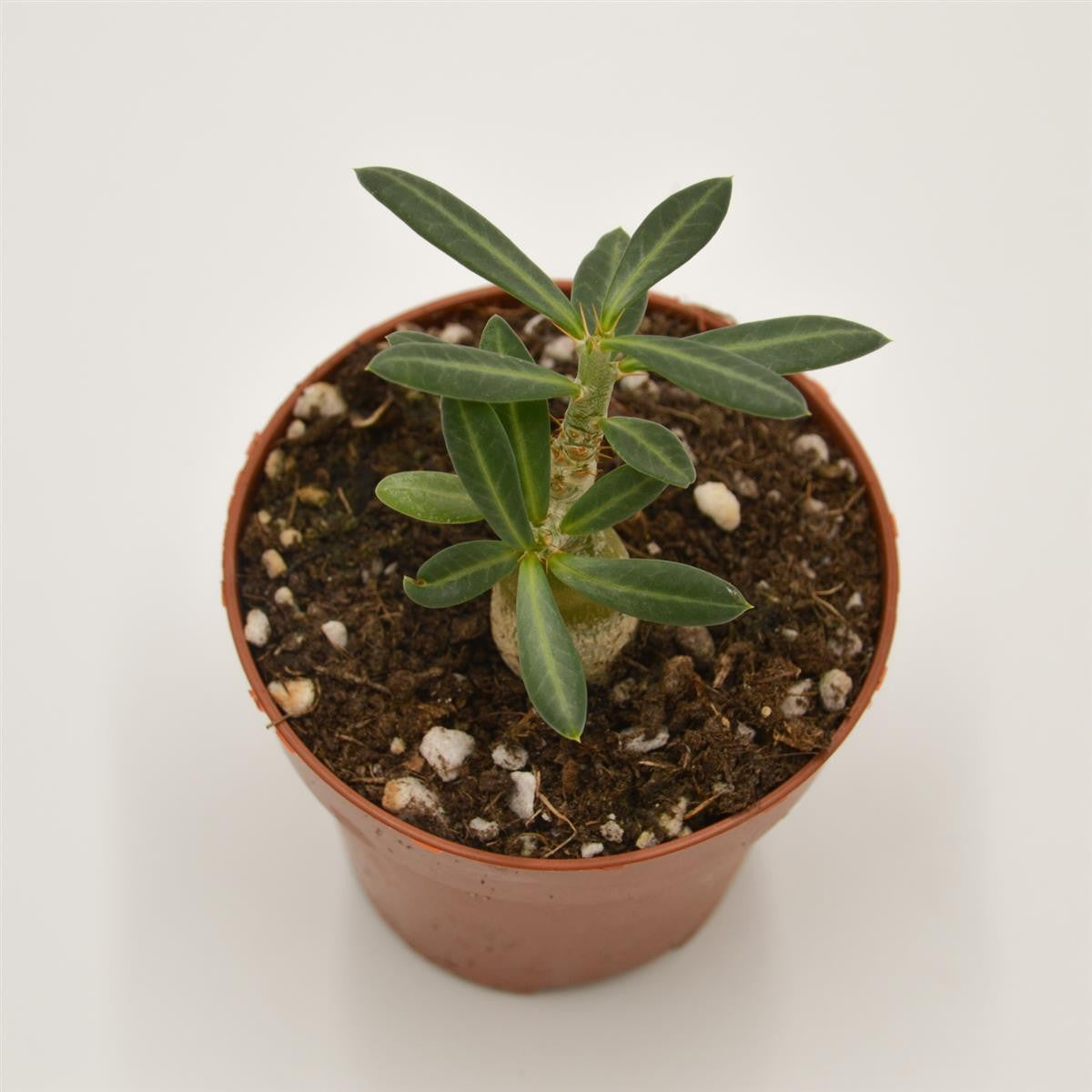 Pachypodium succulentum - 8.5cm