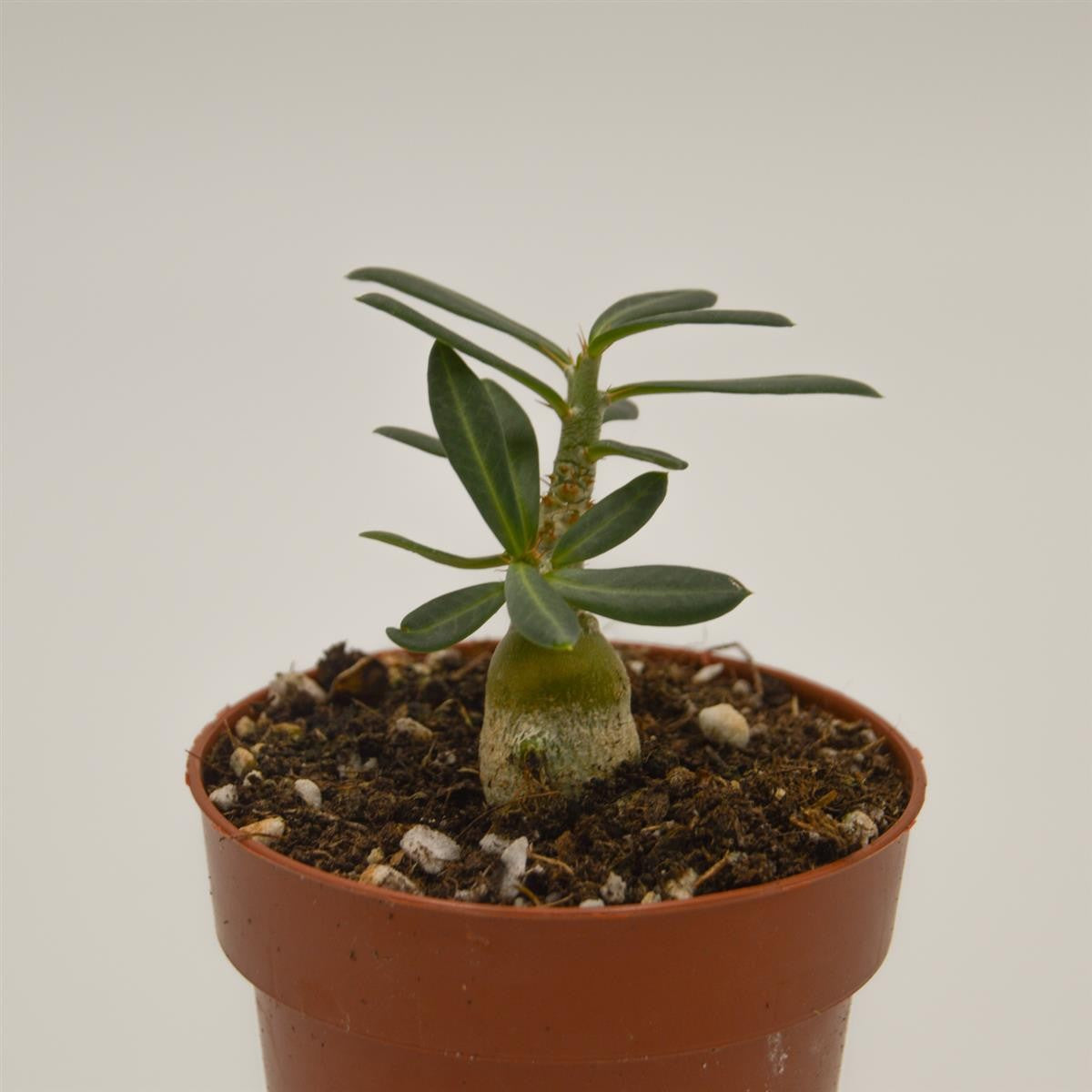 Pachypodium succulentum - 8.5cm