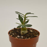 Pachypodium succulentum - 8.5cm