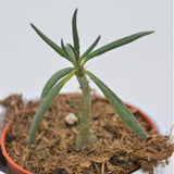 Pachypodium succulentum - 8.5cm