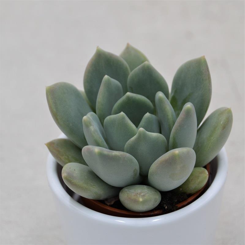 x Pachyveria Corvus - 6cm