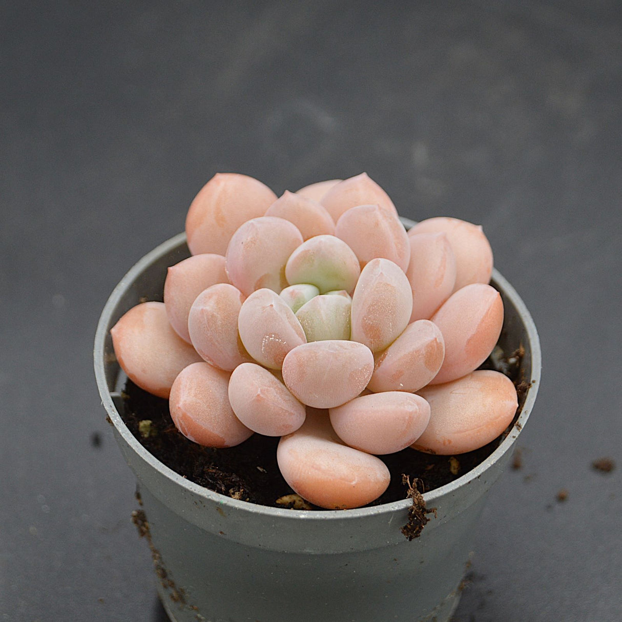 Pachyveria Egret