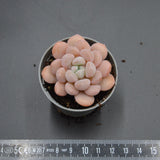 Pachyveria Egret