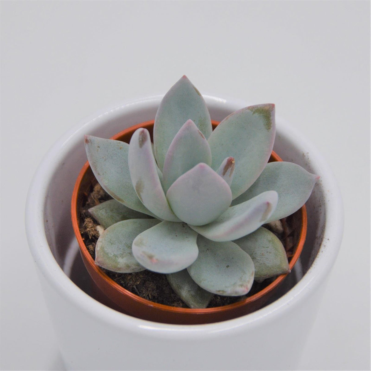 x Pachyveria Ice Crystal - 5.5cm