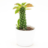 Monadenium stapelioides - 5,5cm