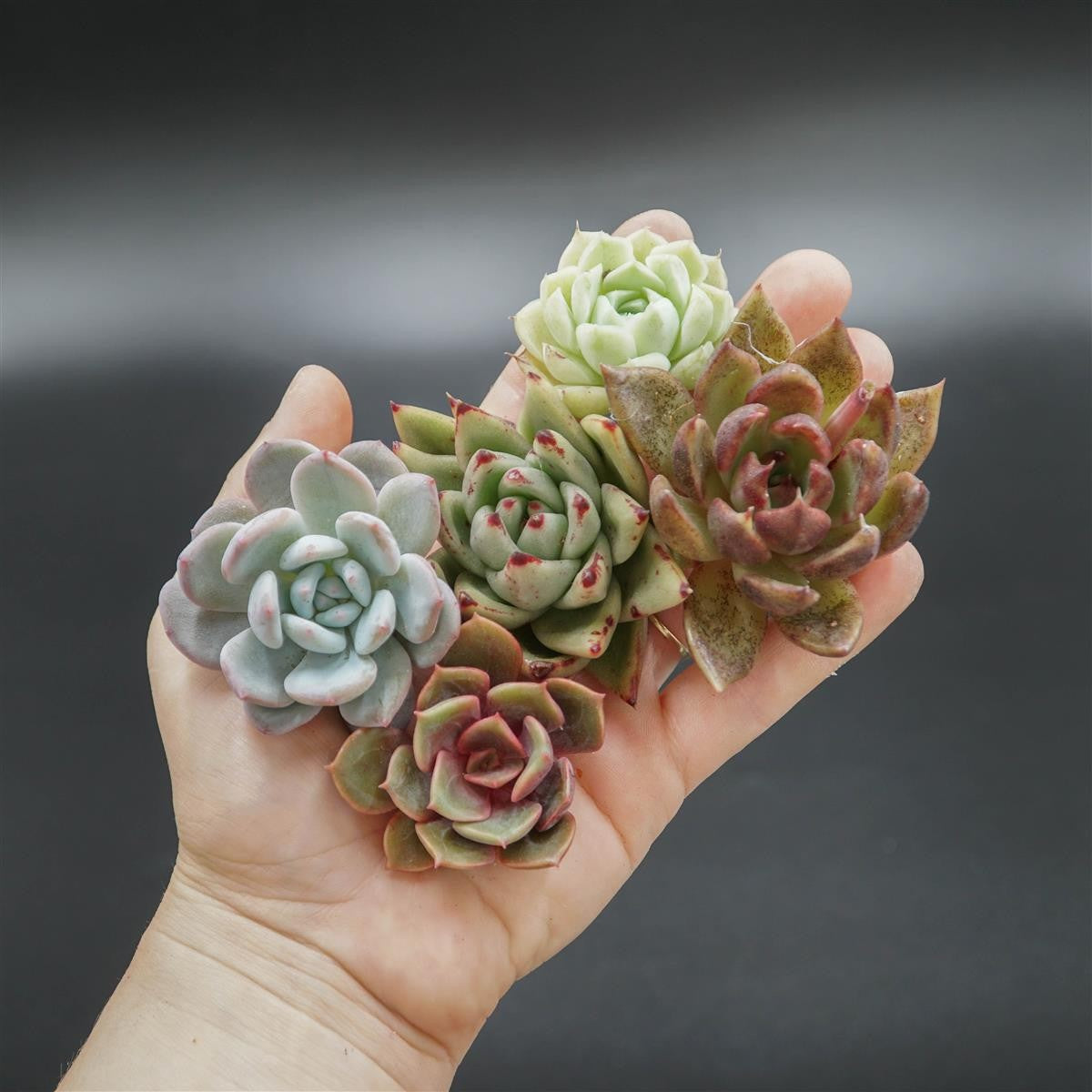 Cuttings Set 21