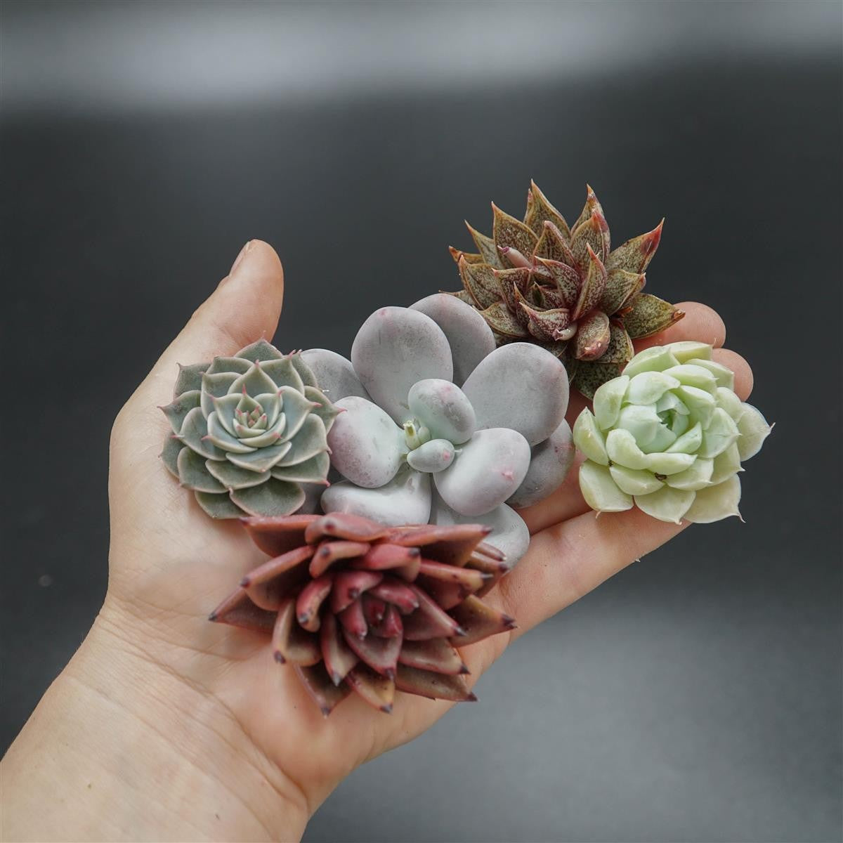 Cuttings Set 26