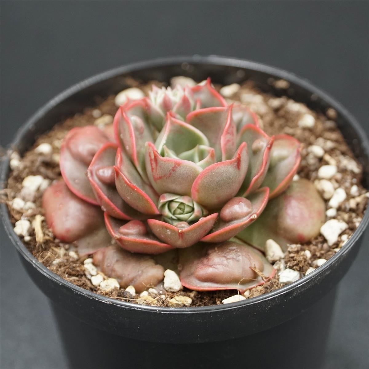 Echeveria Hong Deng f. Bumps