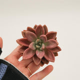 Graptoveria Pink Donna Mutation Cutting