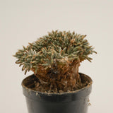 Avonia alstonii