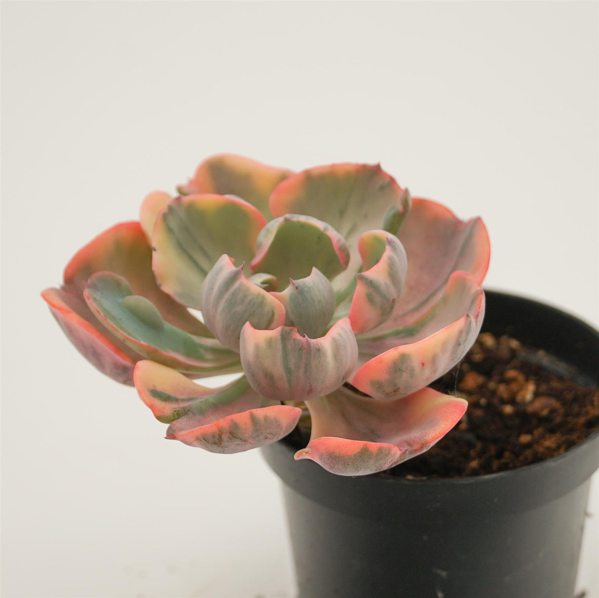 Echeveria Beyonce Rainbow