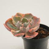 Echeveria Beyonce Rainbow