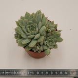 Echeveria pulidonis x imbricata