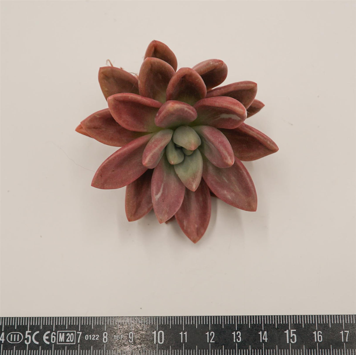 Graptoveria Pink Donna Mutation Cutting