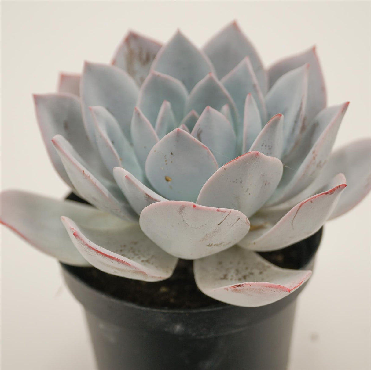 Echeveria laui Hybrid