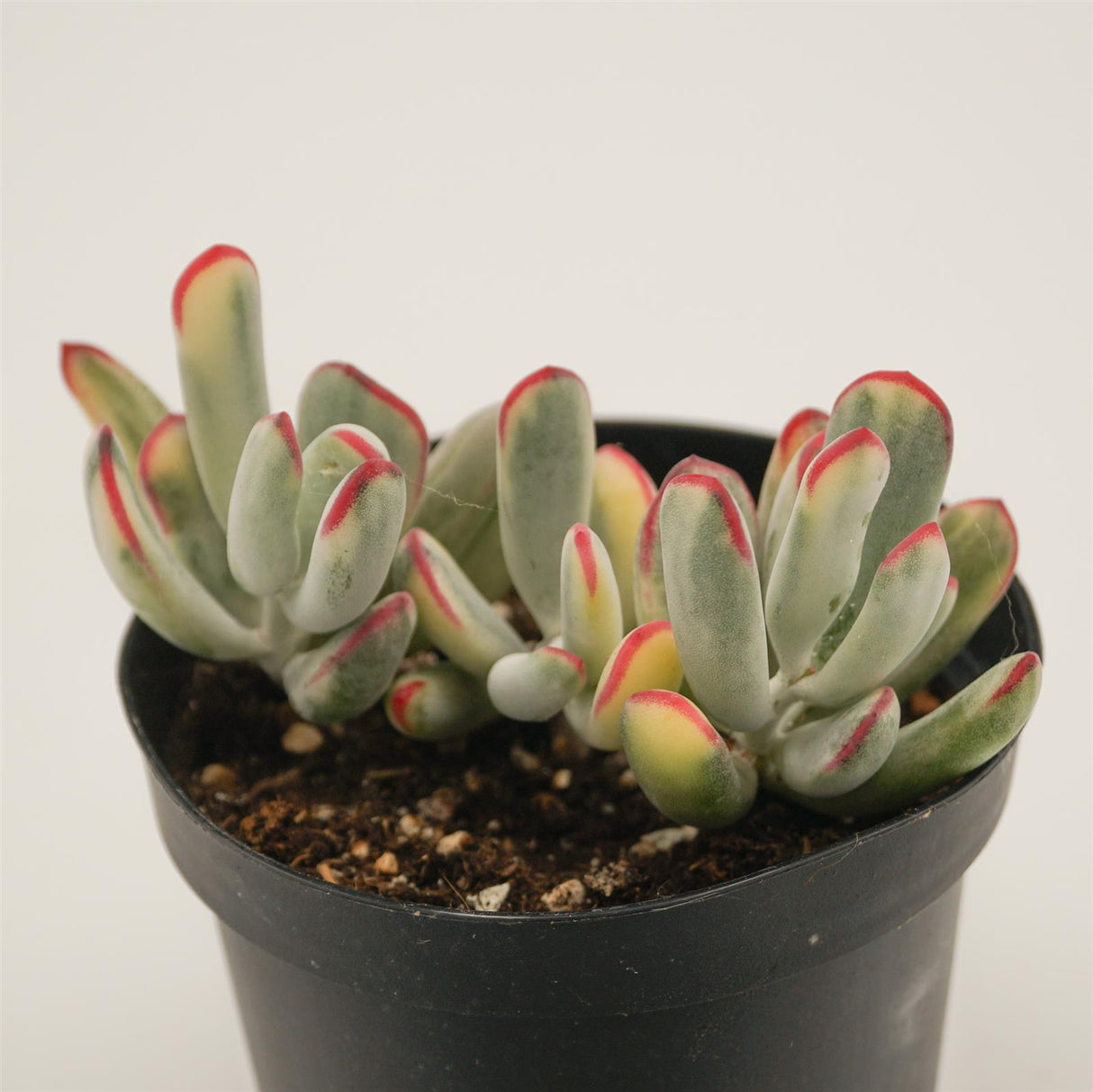 Cotyledon orbiculata var. flanaganii f. variegata