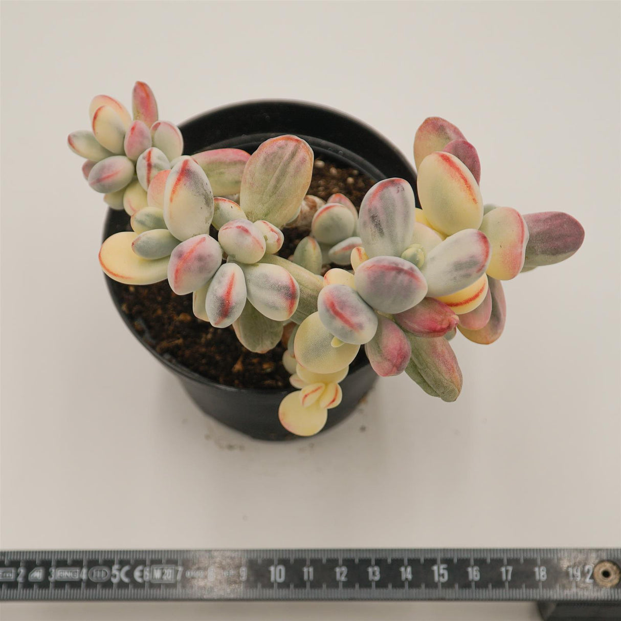 Cotyledon orbiculata oophylla f.variegata, also known as Unicorn poop succulent.
