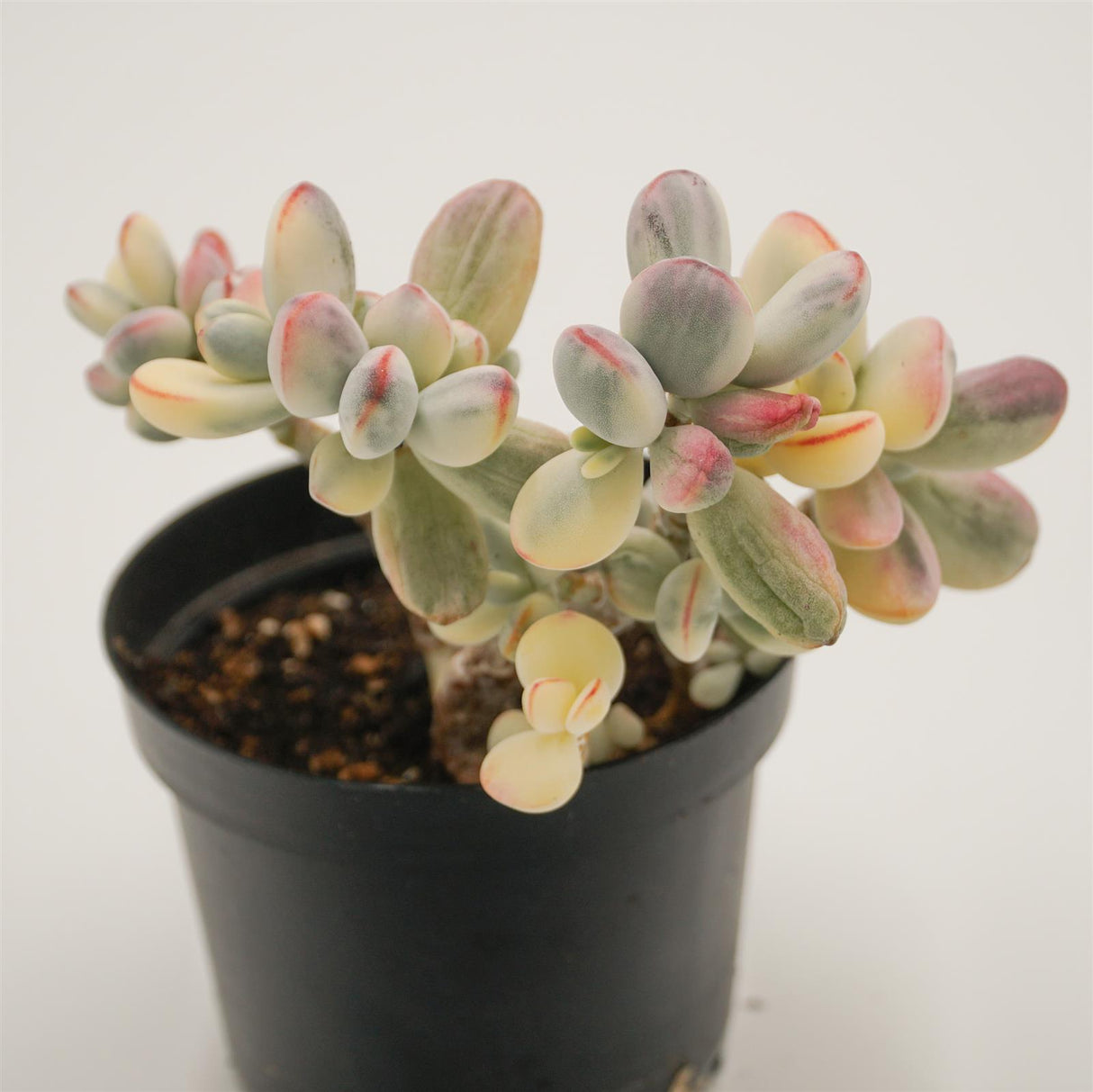 Cotyledon orbiculata oophylla f.variegata, also known as Unicorn poop succulent.