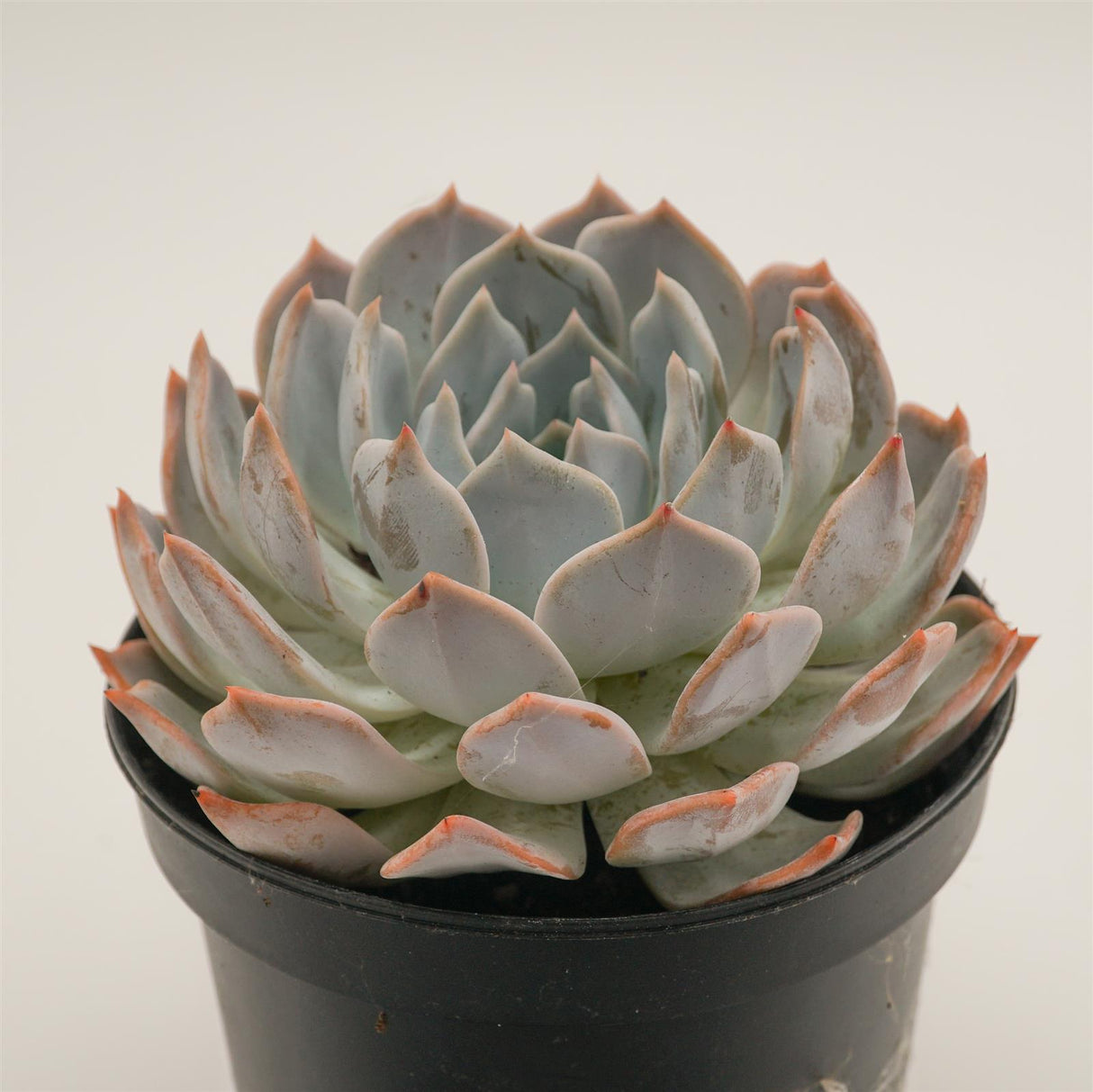 Delosperma lehmannii f. variegata