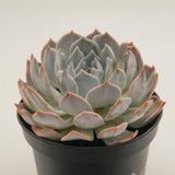 Delosperma lehmannii f. variegata