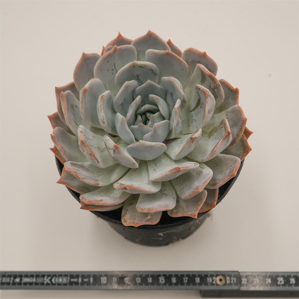 Delosperma lehmannii f. variegata