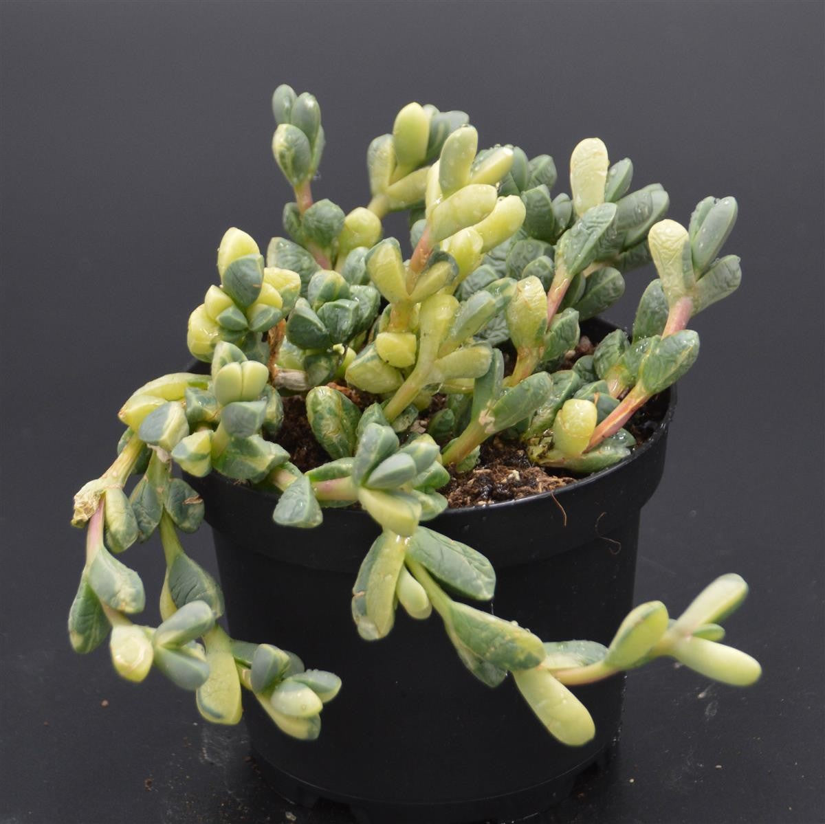 Delosperma lehmannii f. variegata