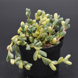 Delosperma lehmannii f. variegata