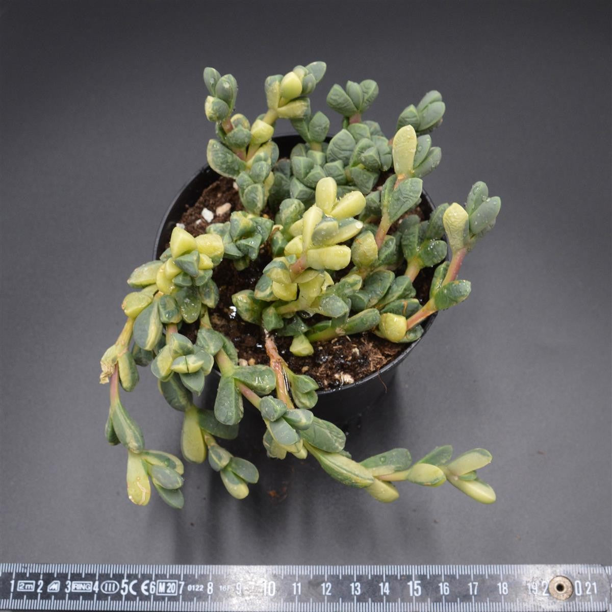 Delosperma lehmannii f. variegata