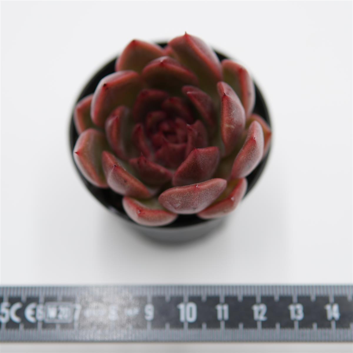 Graptoveria Pink Donna Mutation Cutting