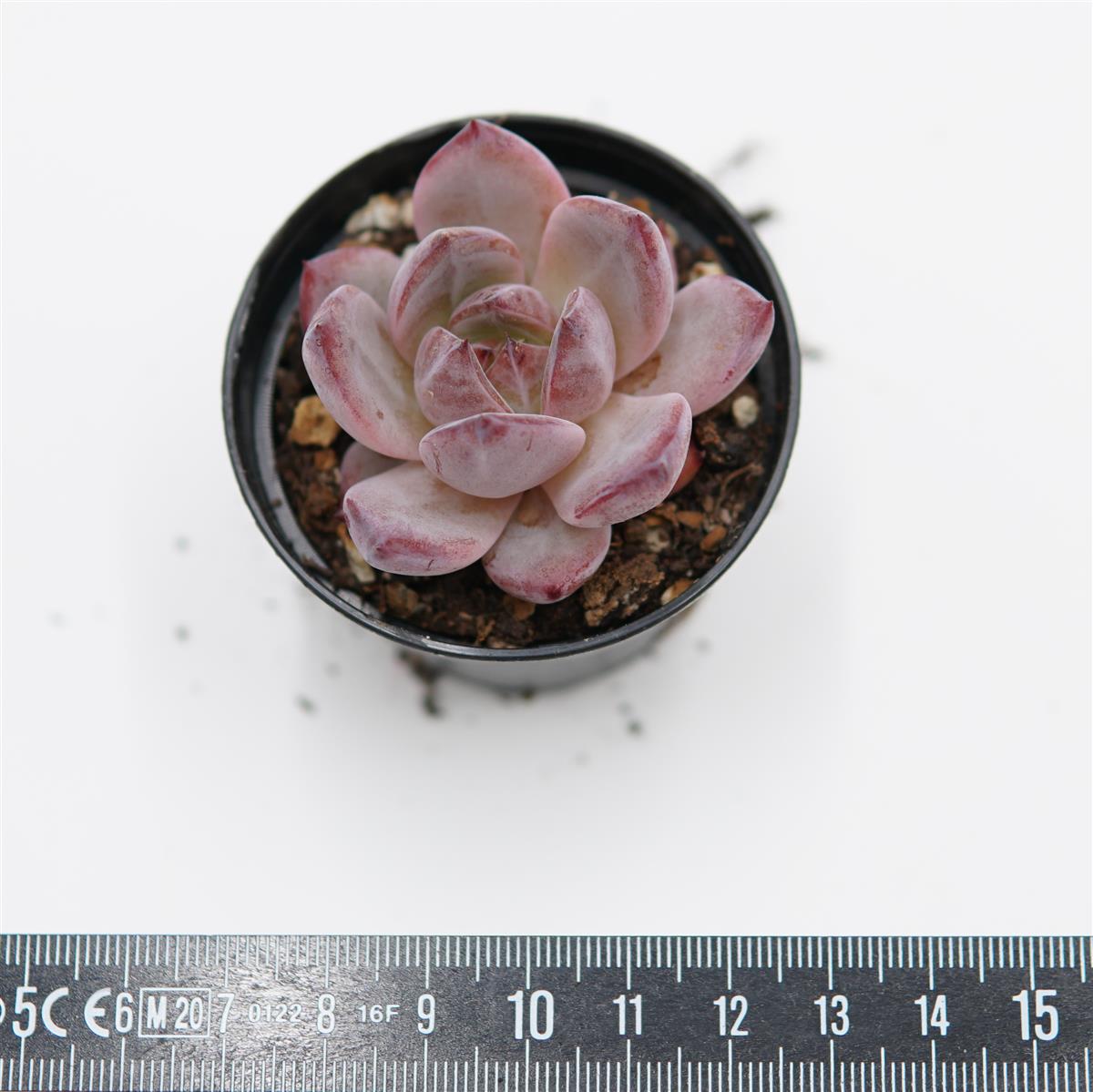 Echeveria Daredevil