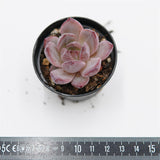 Echeveria Daredevil
