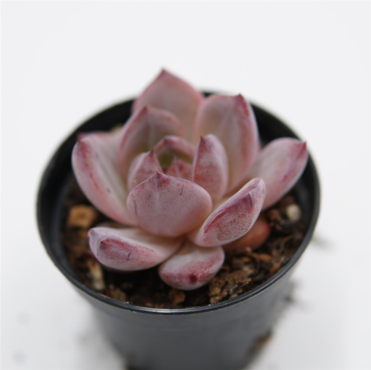 Echeveria Daredevil