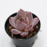 Echeveria Daredevil