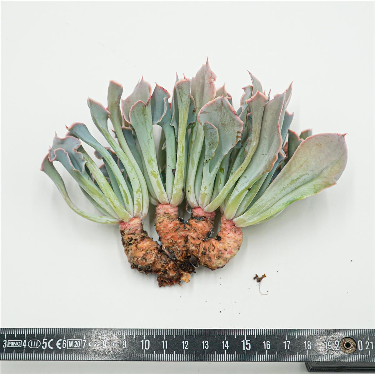 Echeveria Trumpet Pinky Cutting