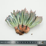 Echeveria Trumpet Pinky Cutting